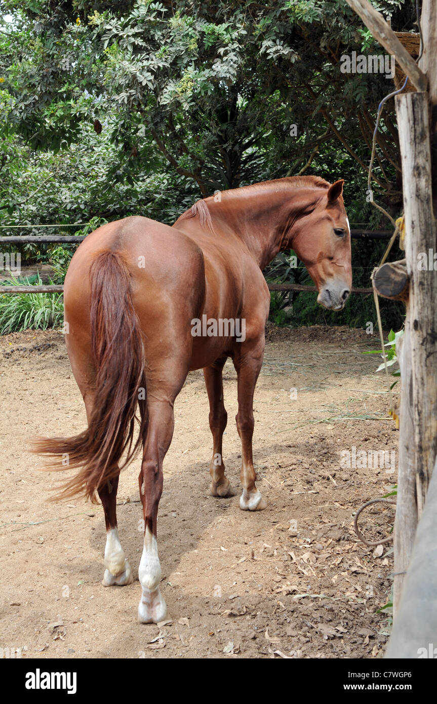 Peruvian horse ' De paso' Stock Photo