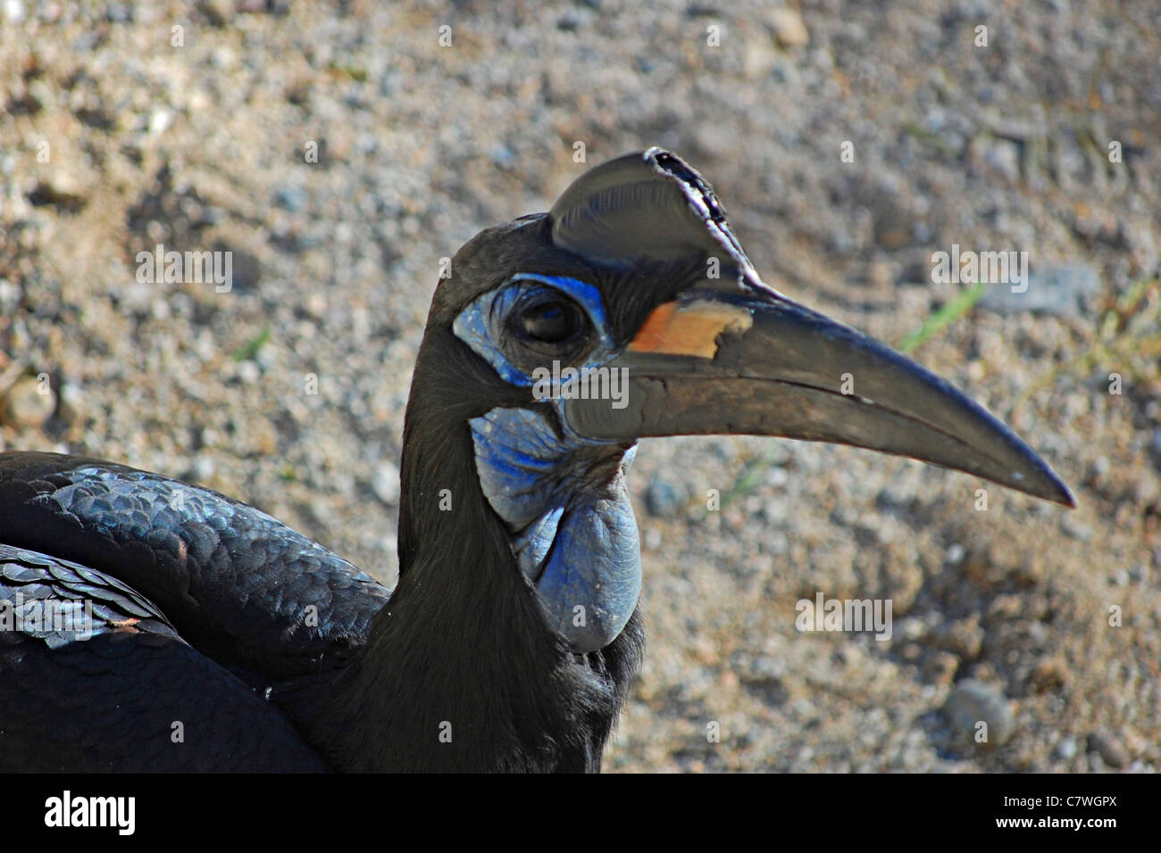 Abyssinian Ground Hornbill, The Living Desert, Palm Desert, California Stock Photo