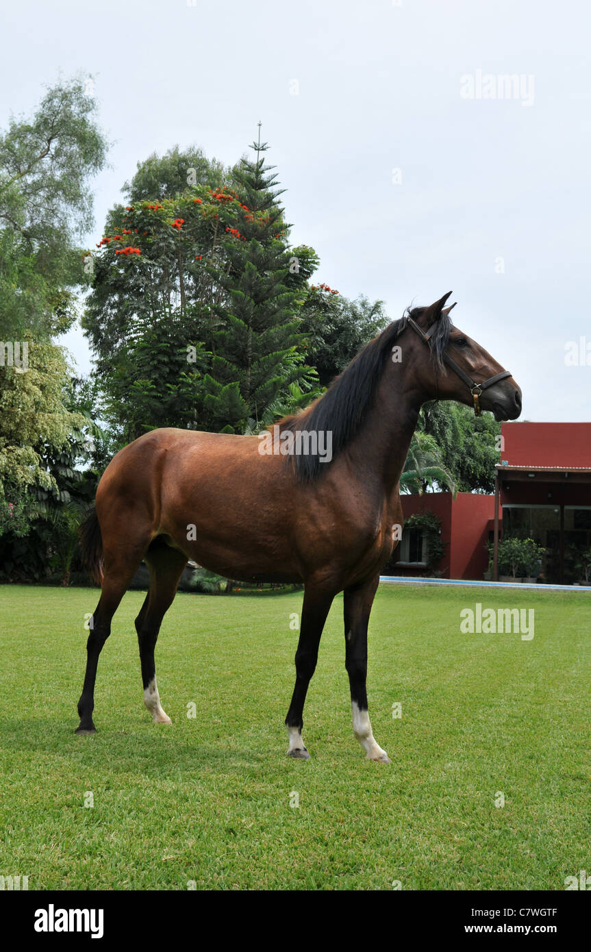Peruvian Horse 'Caballo de Paso' posing on a grassy area Stock Photo