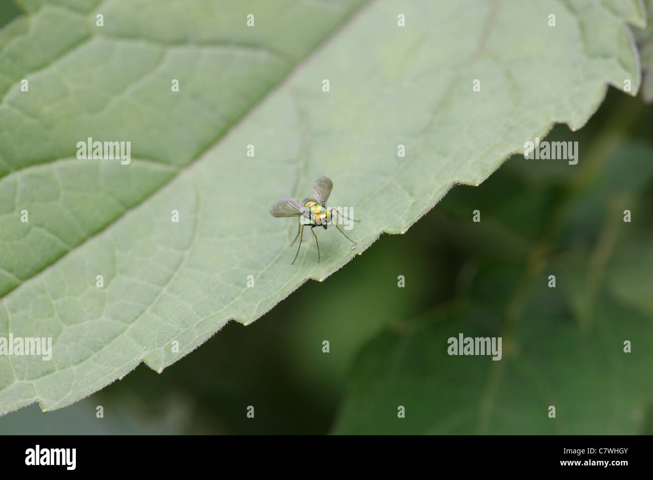 Long-legged Fly (Chrysosoma sp.) sitting on a leaf. Stock Photo