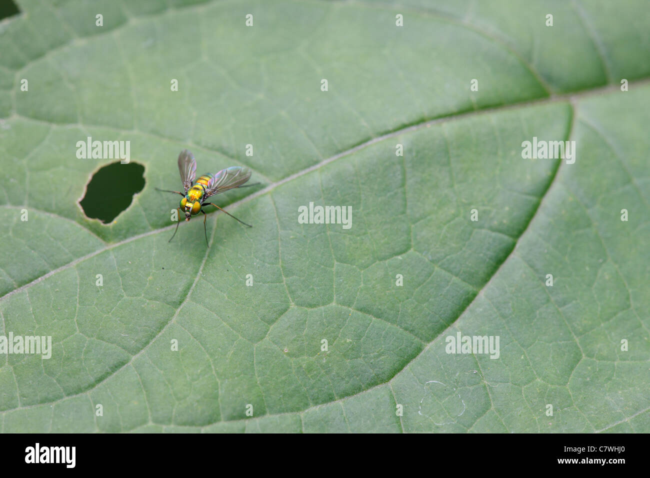 Long-legged Fly (Chrysosoma sp.) sitting on a leaf. Stock Photo