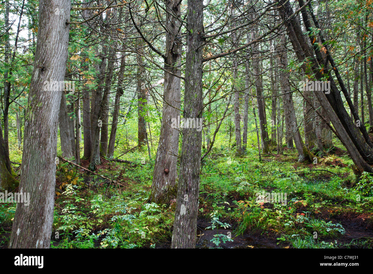 Northern White Cedar Swamp community at Victory Basin Wildlife