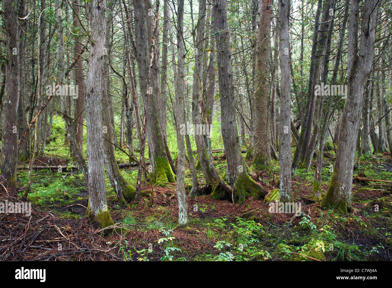 Northern White Cedar Swamp community at Victory Basin Wildlife
