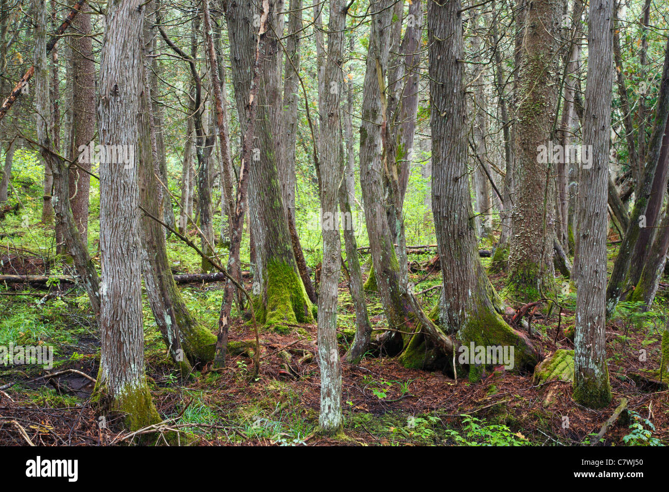 Northern White Cedar Swamp community at Victory Basin Wildlife