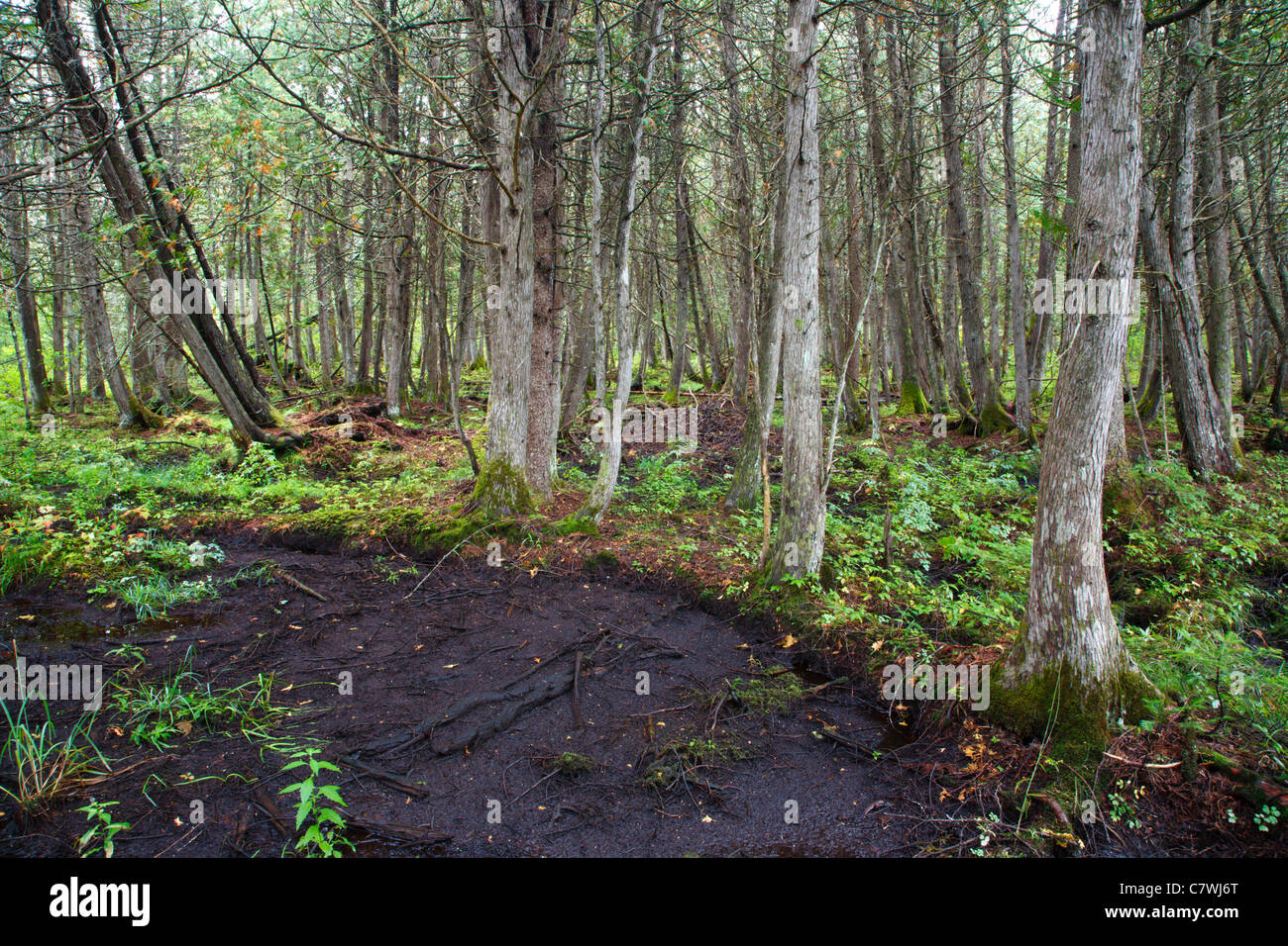 Green swamp wildlife management area hires stock photography and