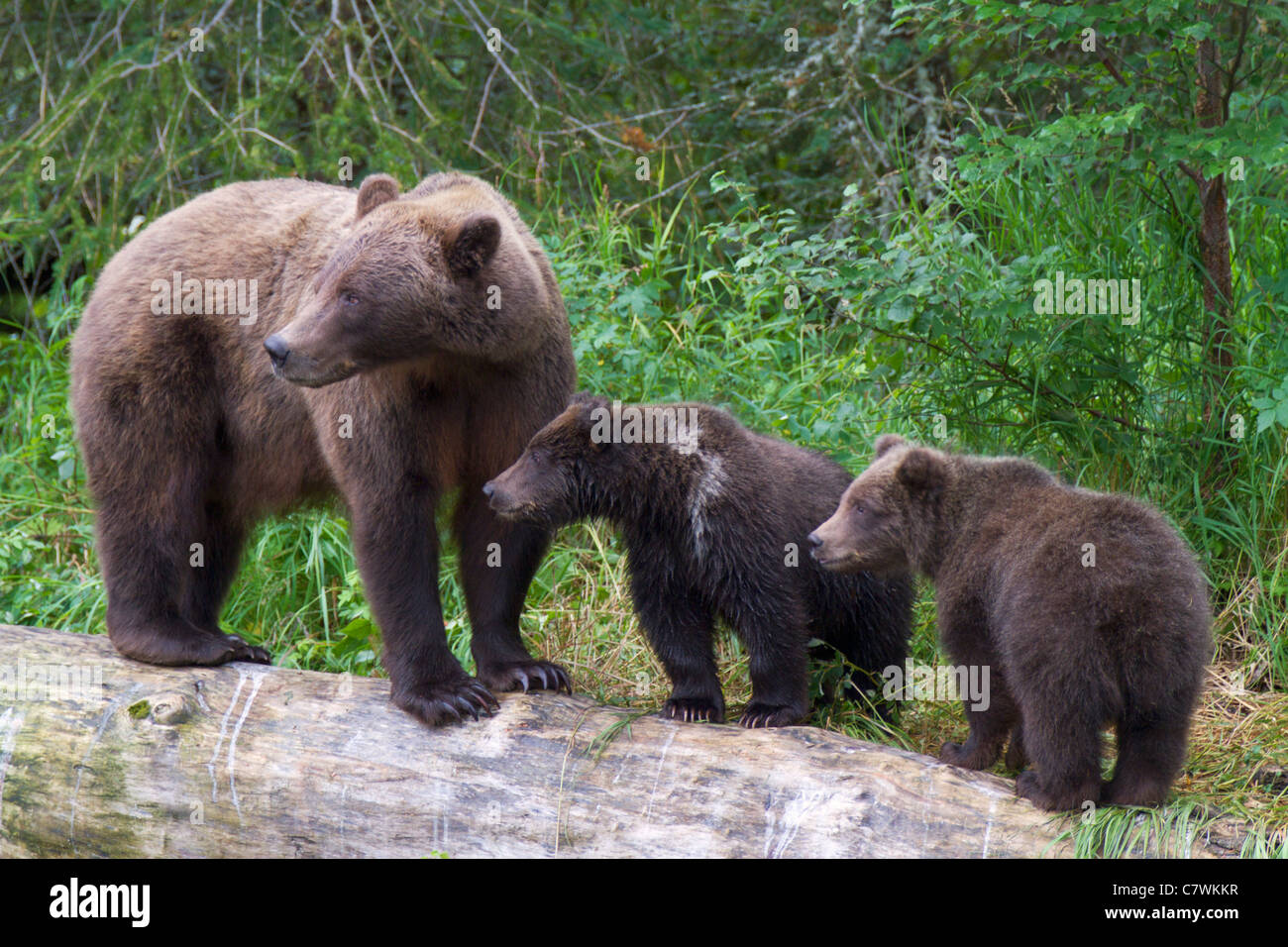 A Brown or Grizzly Bear, Chugach National Forest, near Seward, Alaska. Stock Photo