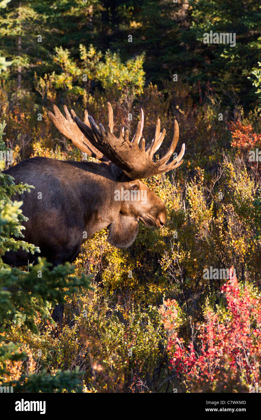 Bull moose, Denali National Park, Alaska. Stock Photo