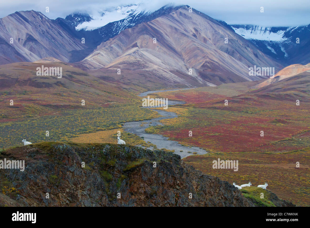 Dall's Sheep in Polychrome Pass, Denali National Park, Alaska. Stock Photo