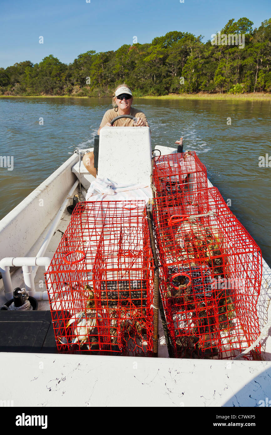 Harvested stone and blue crabs in a crab trap baited and set in the marsh. chriskirkphotography.net Stock Photo