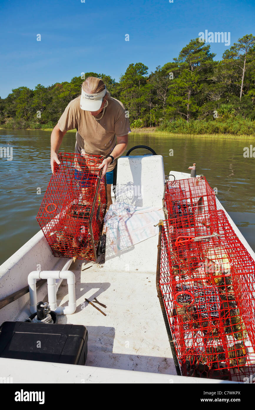 Harvested stone and blue crabs in a crab trap baited and set in the marsh. chriskirkphotography.net Stock Photo