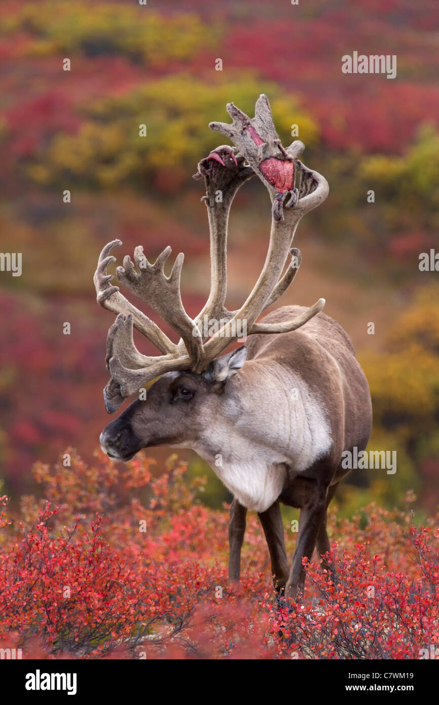 Bull caribou, Denali National Park, Alaska. Stock Photo