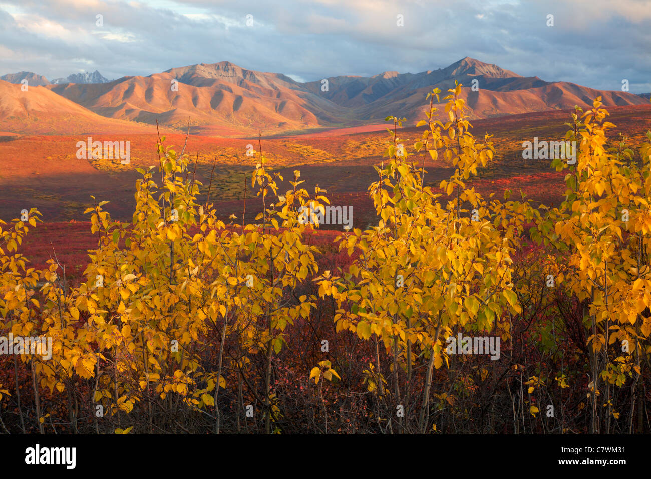 Fall colors, Denali National Park, Alaska. Stock Photo