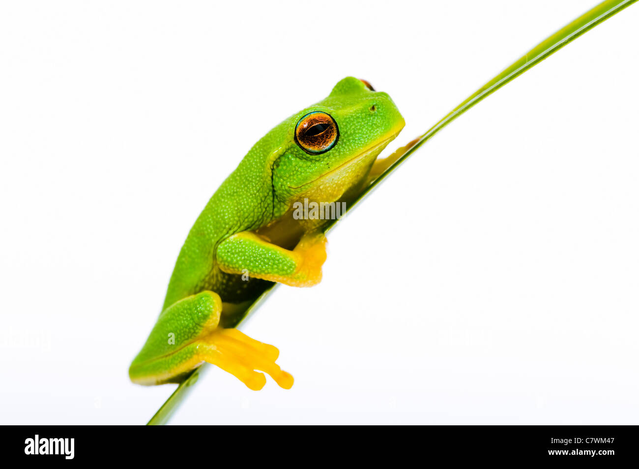 little brown grass frog is hiding in green grass in the summer Stock Photo  - Alamy