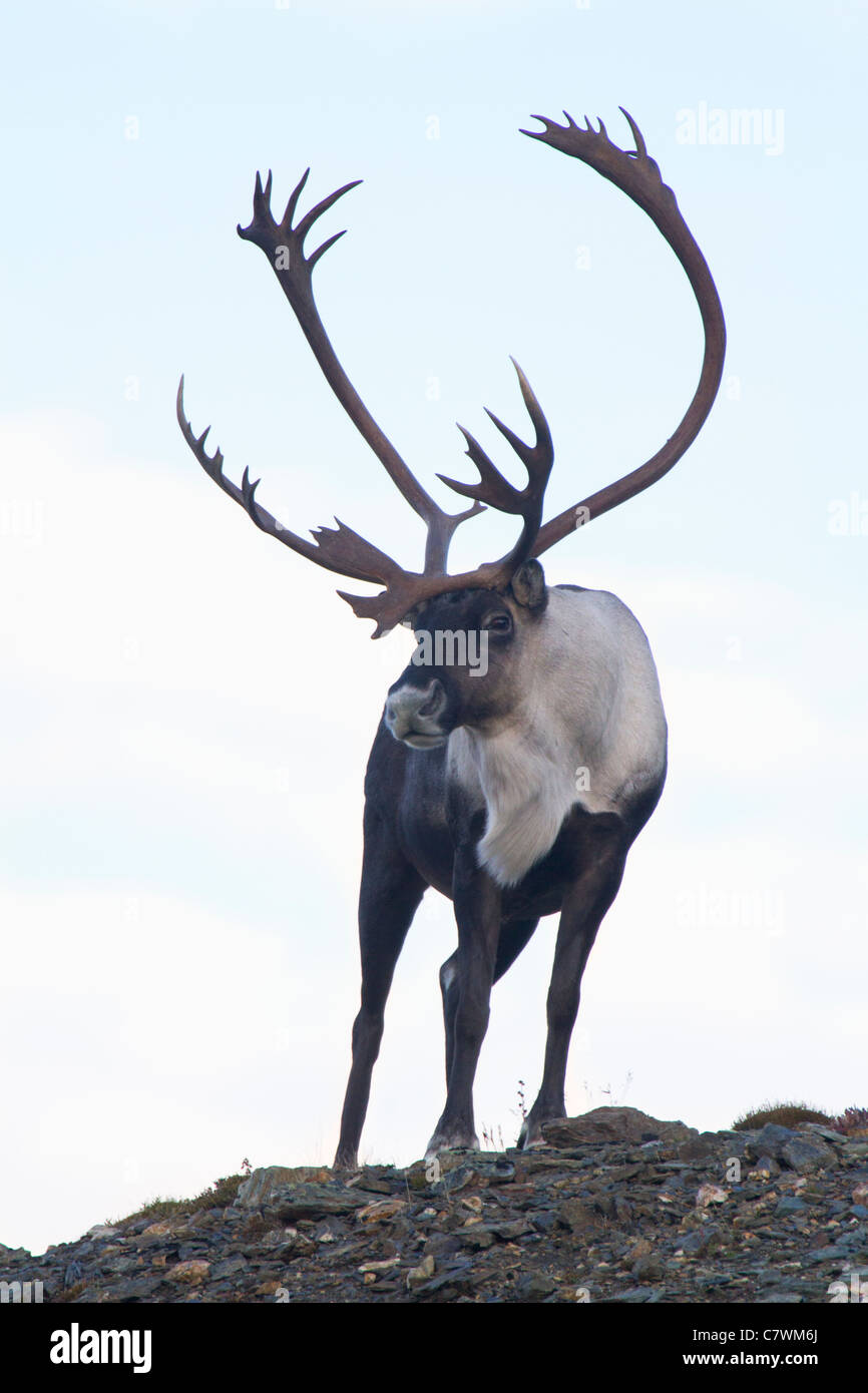 Bull caribou, Denali National Park, Alaska. Stock Photo