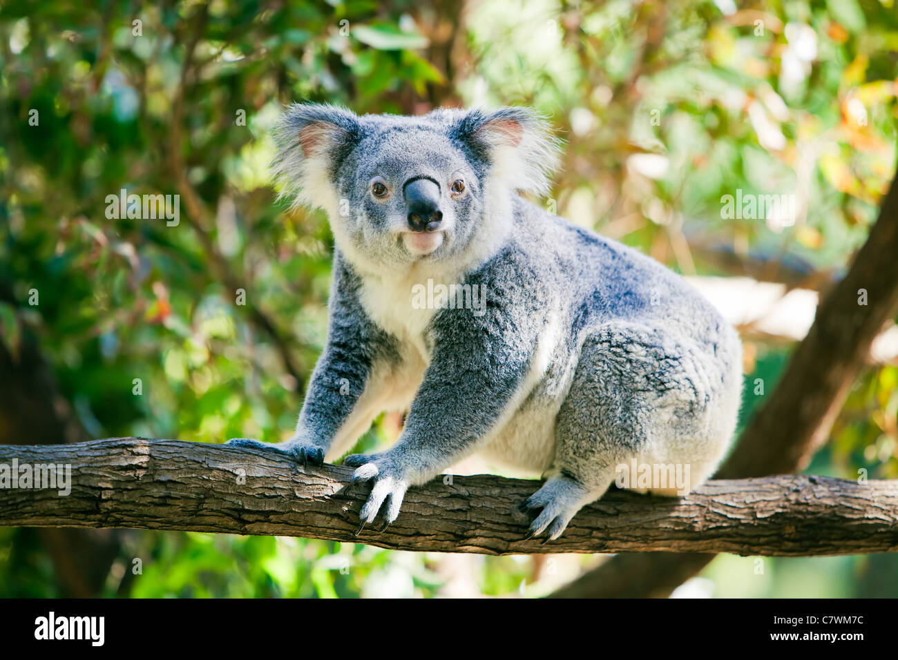 Cute Australian koala in its natural habitat of gumtrees Stock Photo