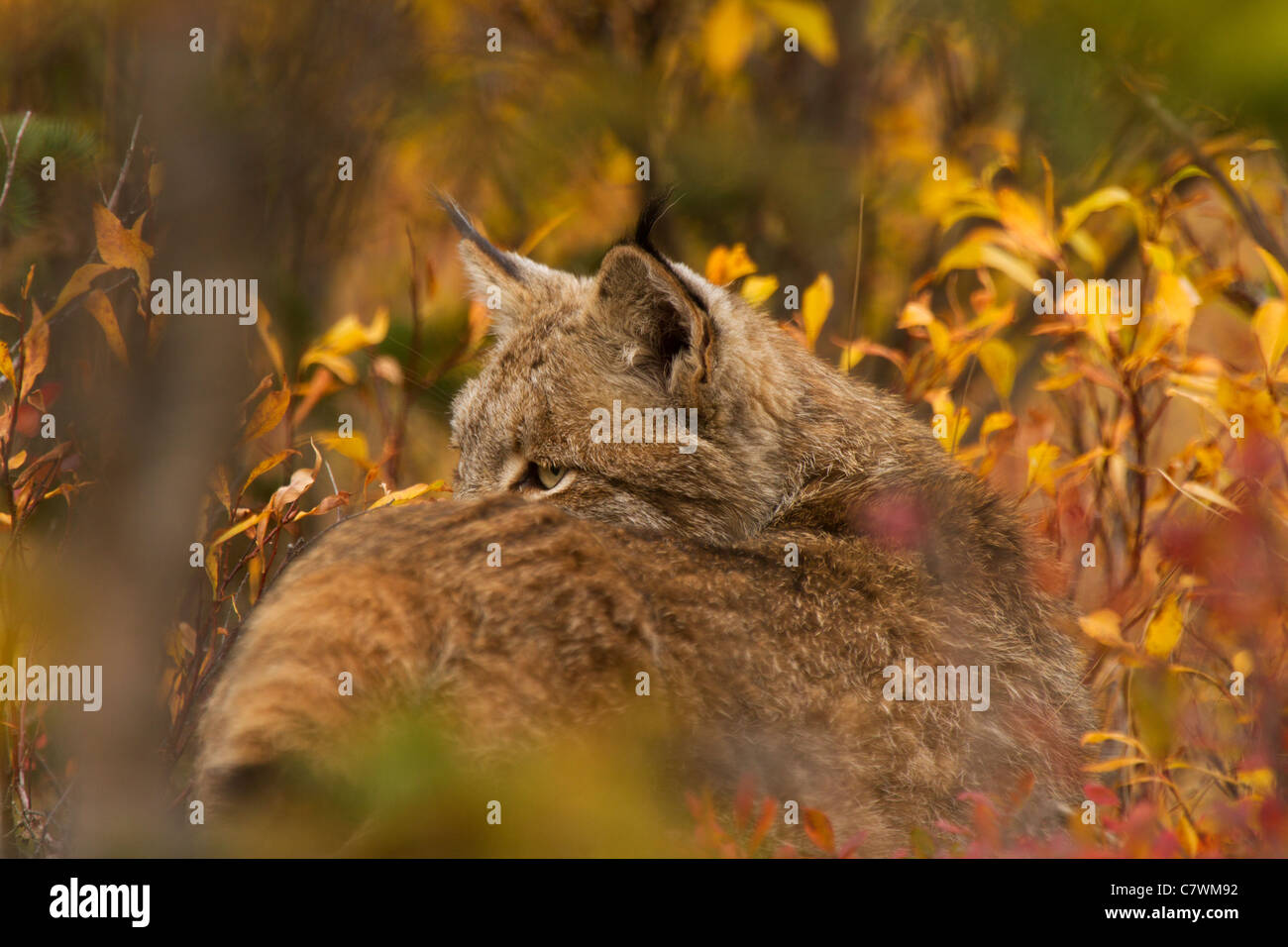 Wild lynx, Denali National Park, Alaska. Stock Photo