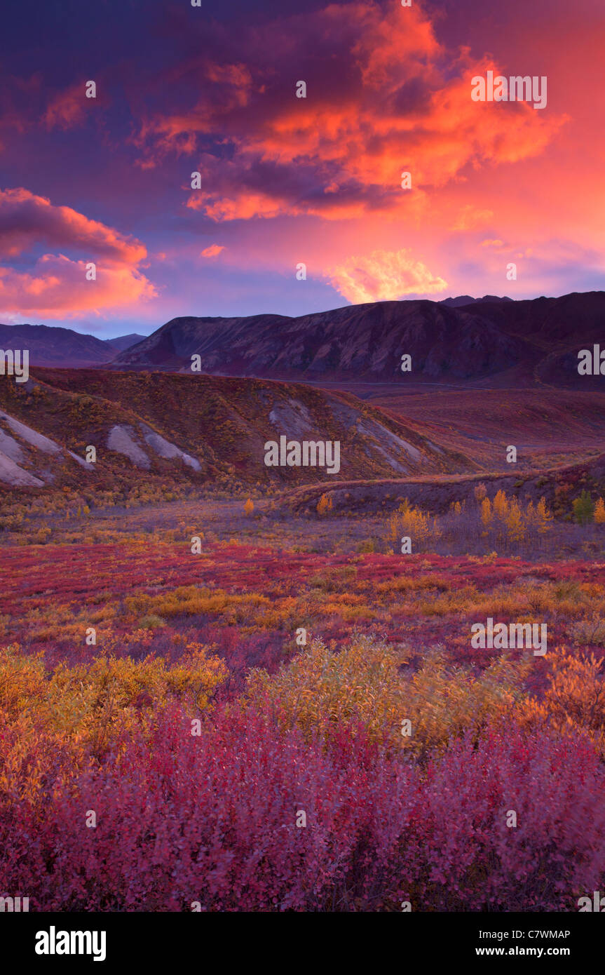 Sunset in Sable Pass, Denali National Park, Alaska. Stock Photo