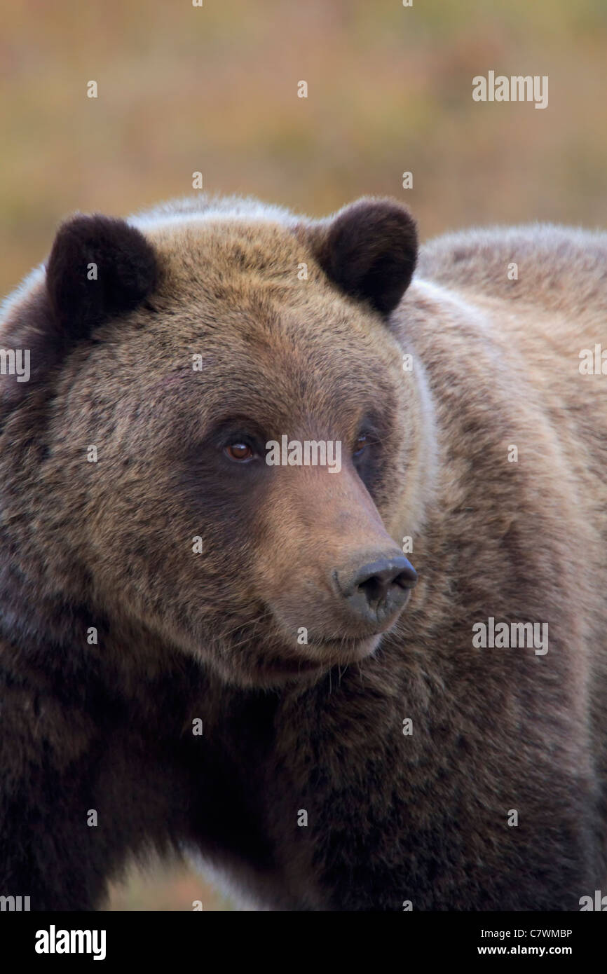 Grizzly bear, Denali National Park, Alaska. Stock Photo