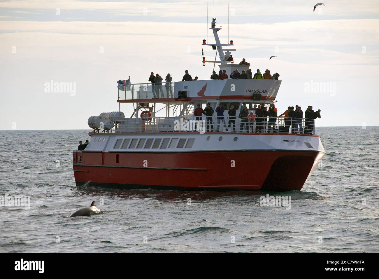 Whale watching boat and minke whale (aka lesser rorqual) in Faxa Bay off the coast of Reykjavik, the capital of Iceland. Stock Photo