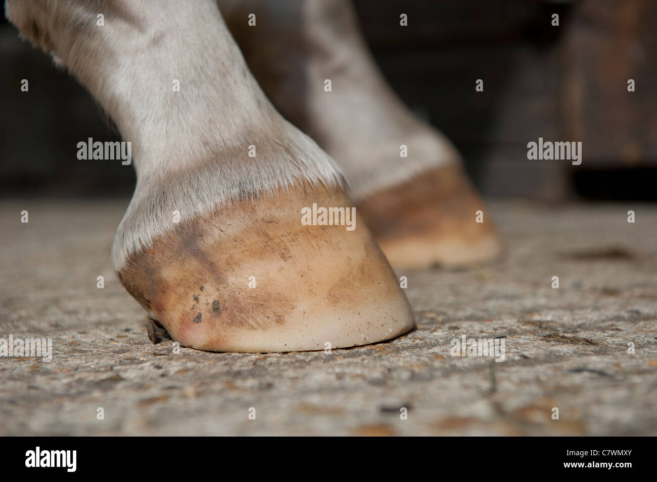 White horse back light hires stock photography and images Alamy