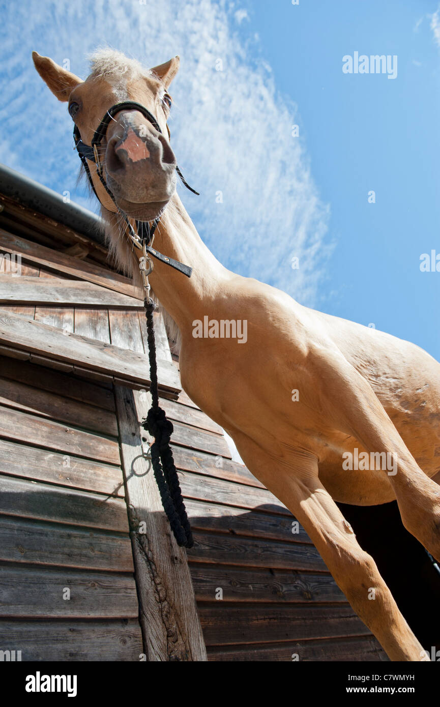 Pale brown pony horse looking down at floor Stock Photo