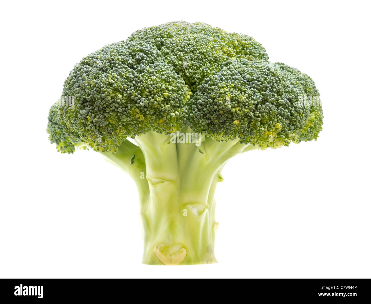 Broccoli Tree Stock Photo