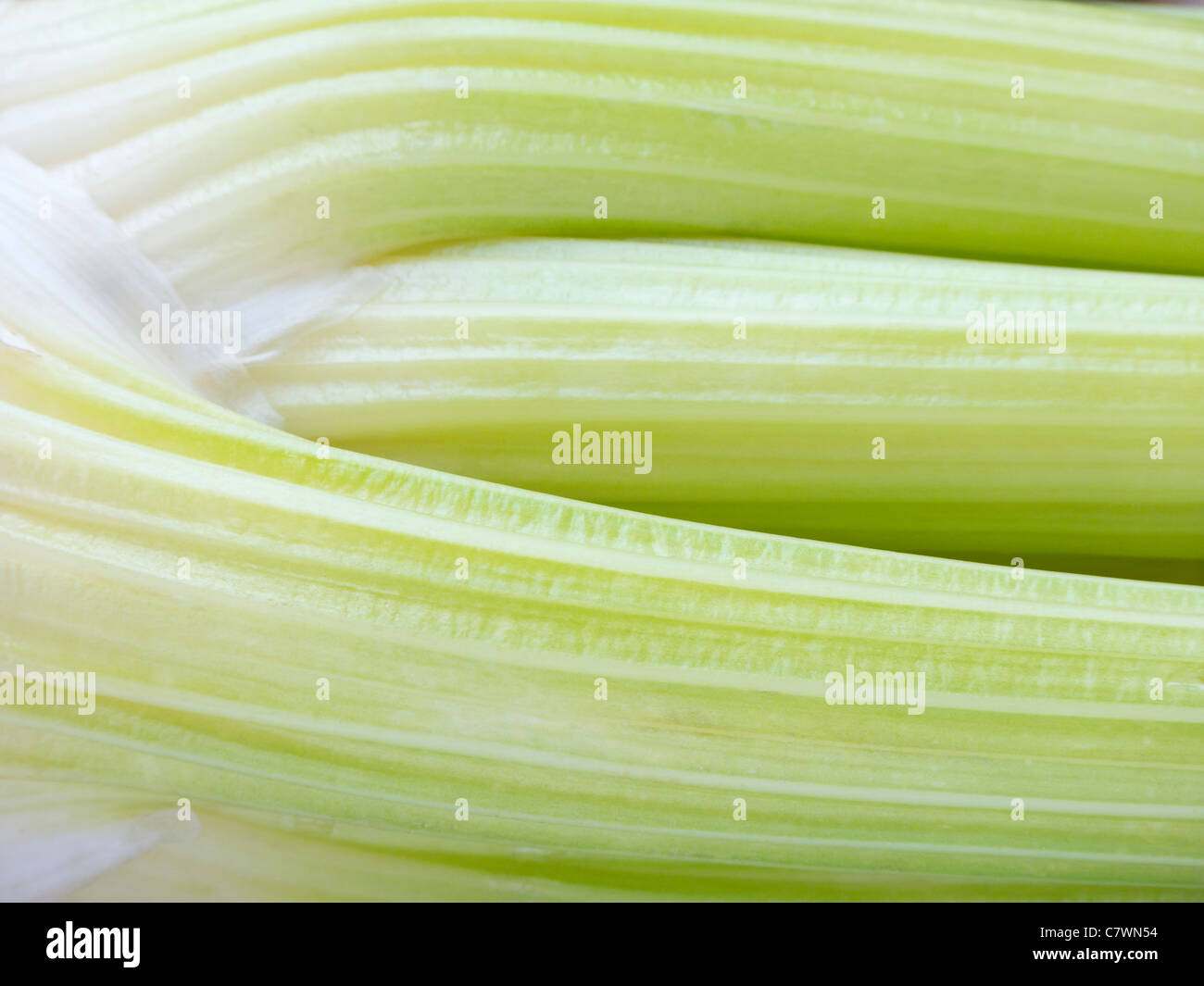 Celery Abstract Stock Photo