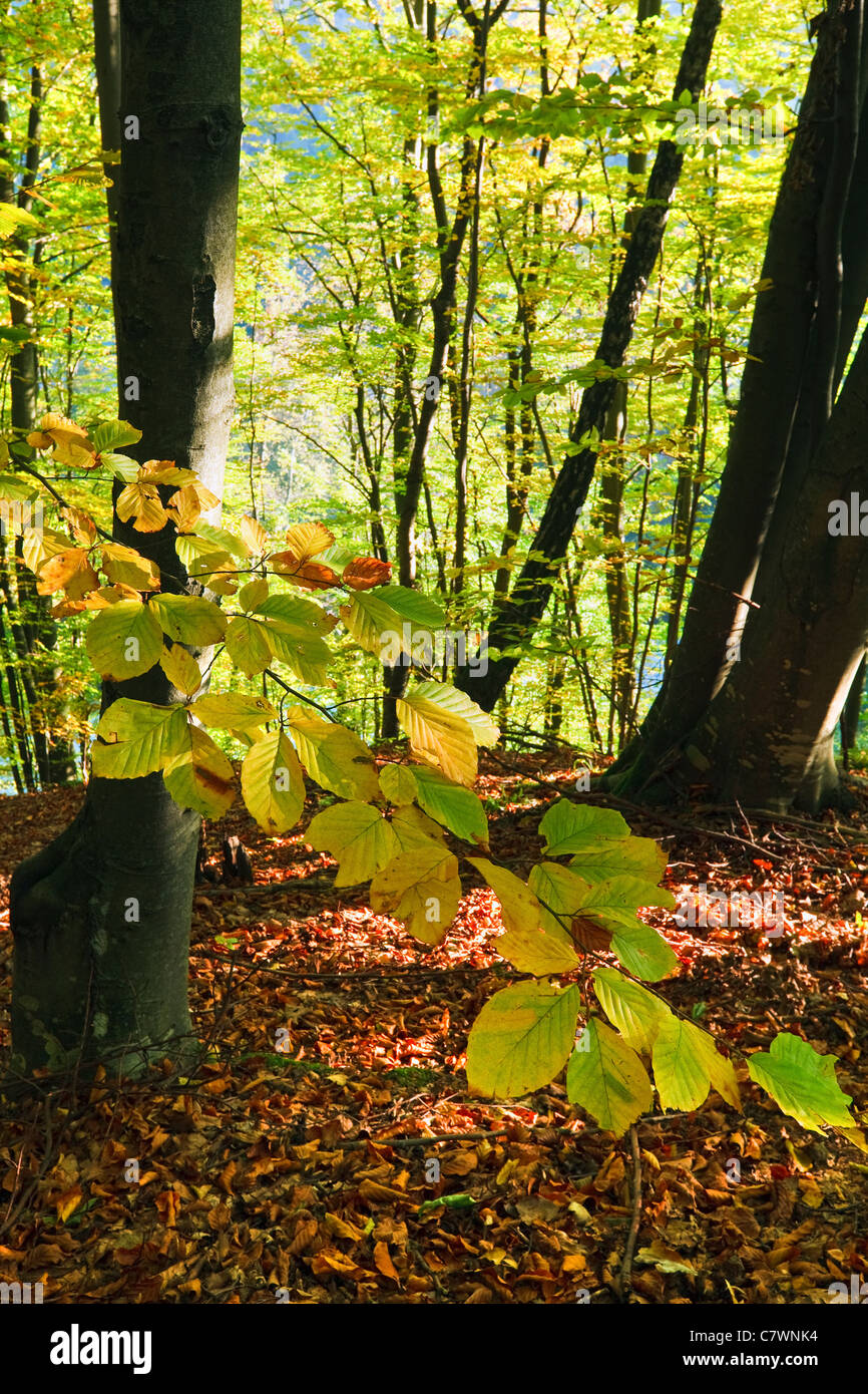 First autumn yellow foliage in sunny mountain beech forest Stock Photo