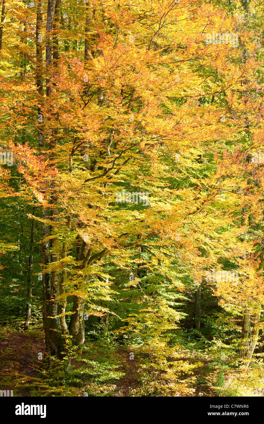 Sunny beech forest hi-res stock photography and images - Alamy