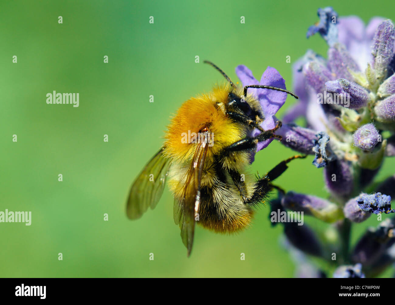 Honeybee on Blue Flower Stock Photo
