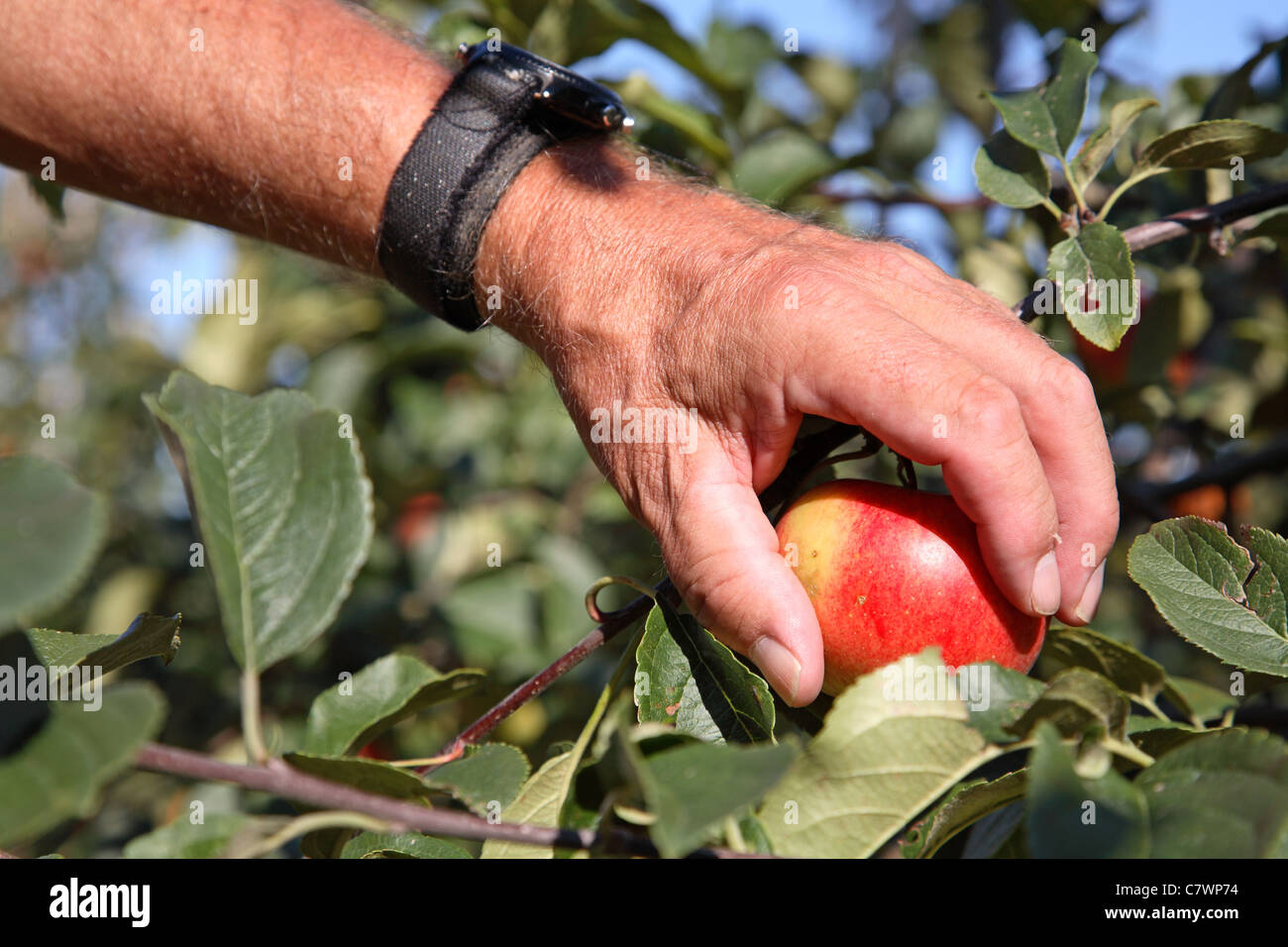 Fruit picker picking a ripe Discovery apple from a branch on an apple tree in an orchard, Denmark Stock Photo