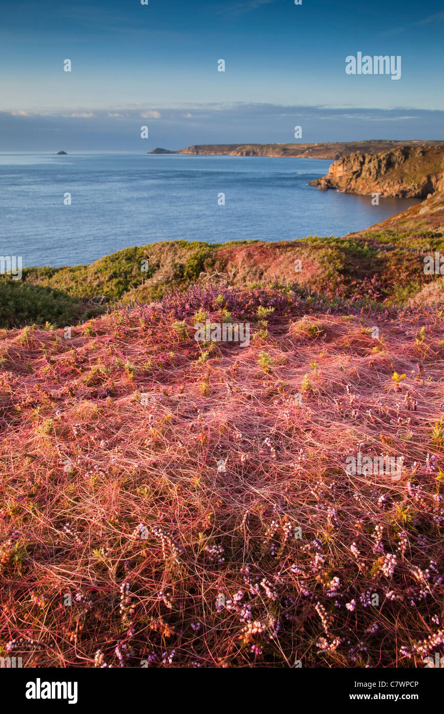 Land's End; Dodder on Gorse; Looking towards Cape Cornwall; UK Stock Photo