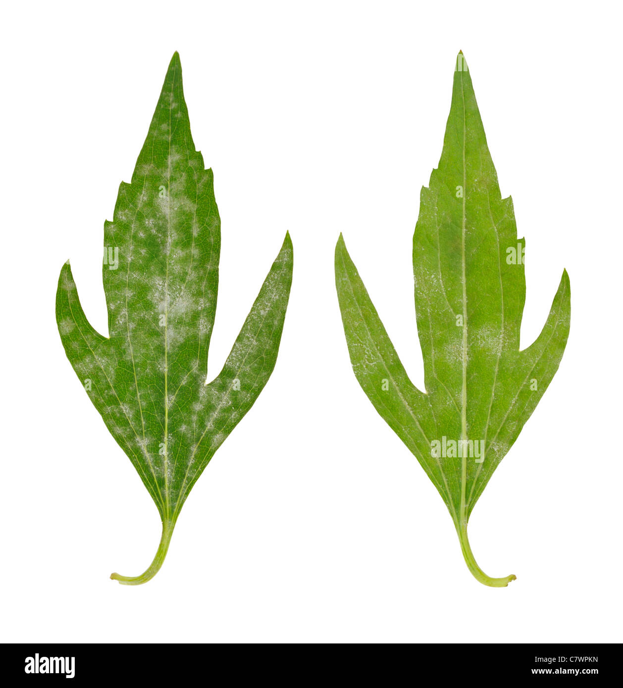 Diseased leaf of  Rudbeckia laciniata flore pleno – fungal attacked - isolated Stock Photo