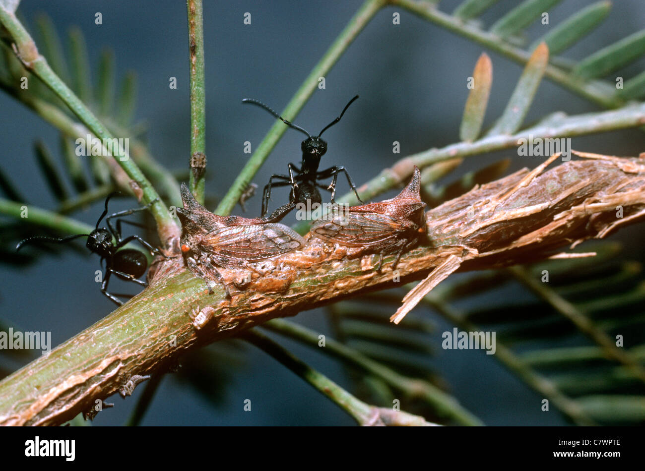 Treehopper (Oxyrhachis versicolor) females guarding egg-masses while being tended by ants, Israel Stock Photo