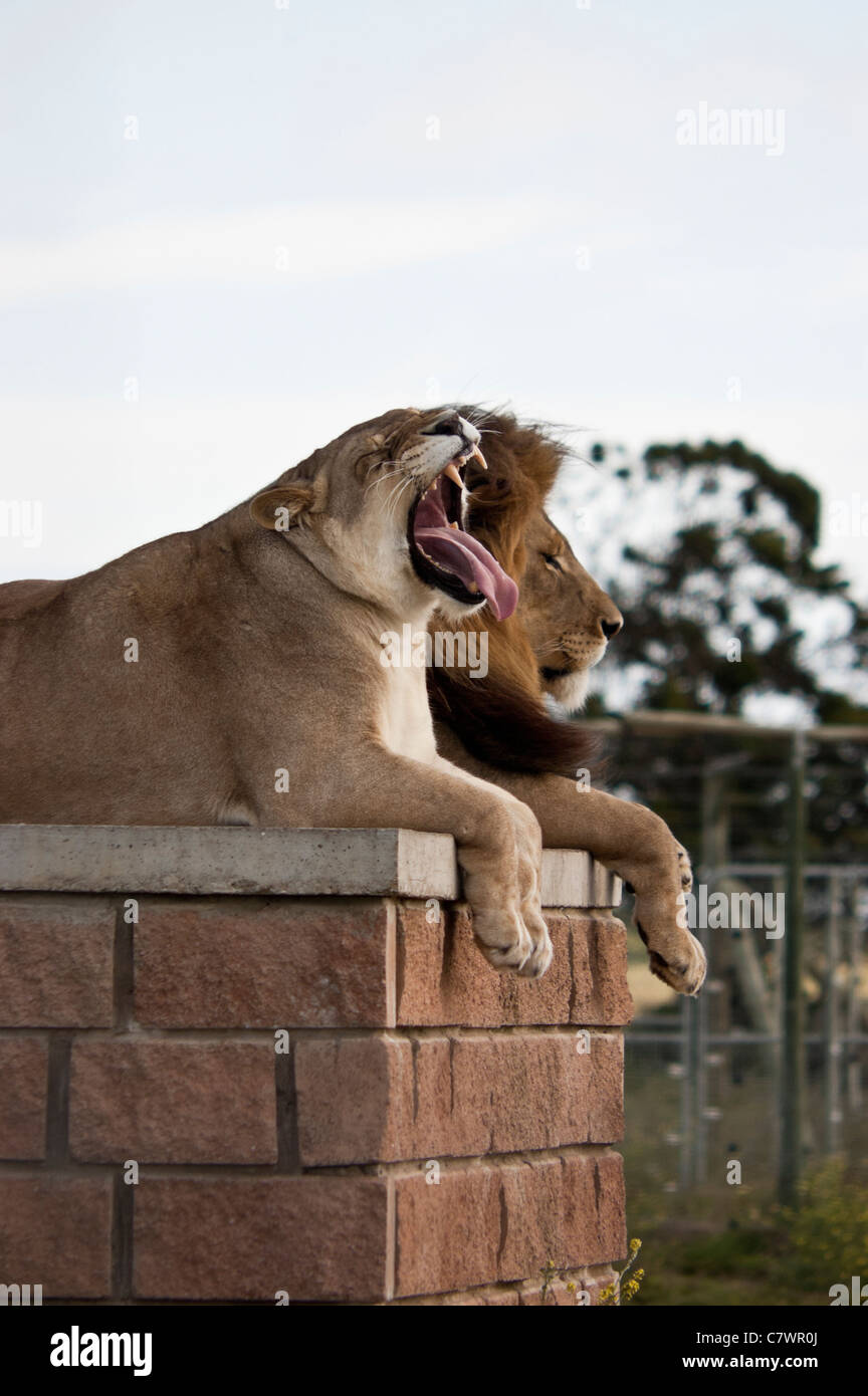 A lioness yawns deeply, displaying vicious fangs used when she's not so sleepy... Stock Photo