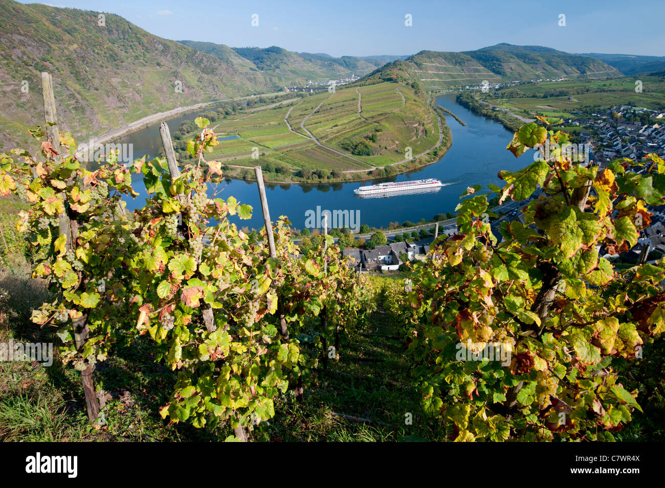 View of tight bend in River Mosel with vineyards in foreground at Bremm village Moselle Valley Germany Stock Photo