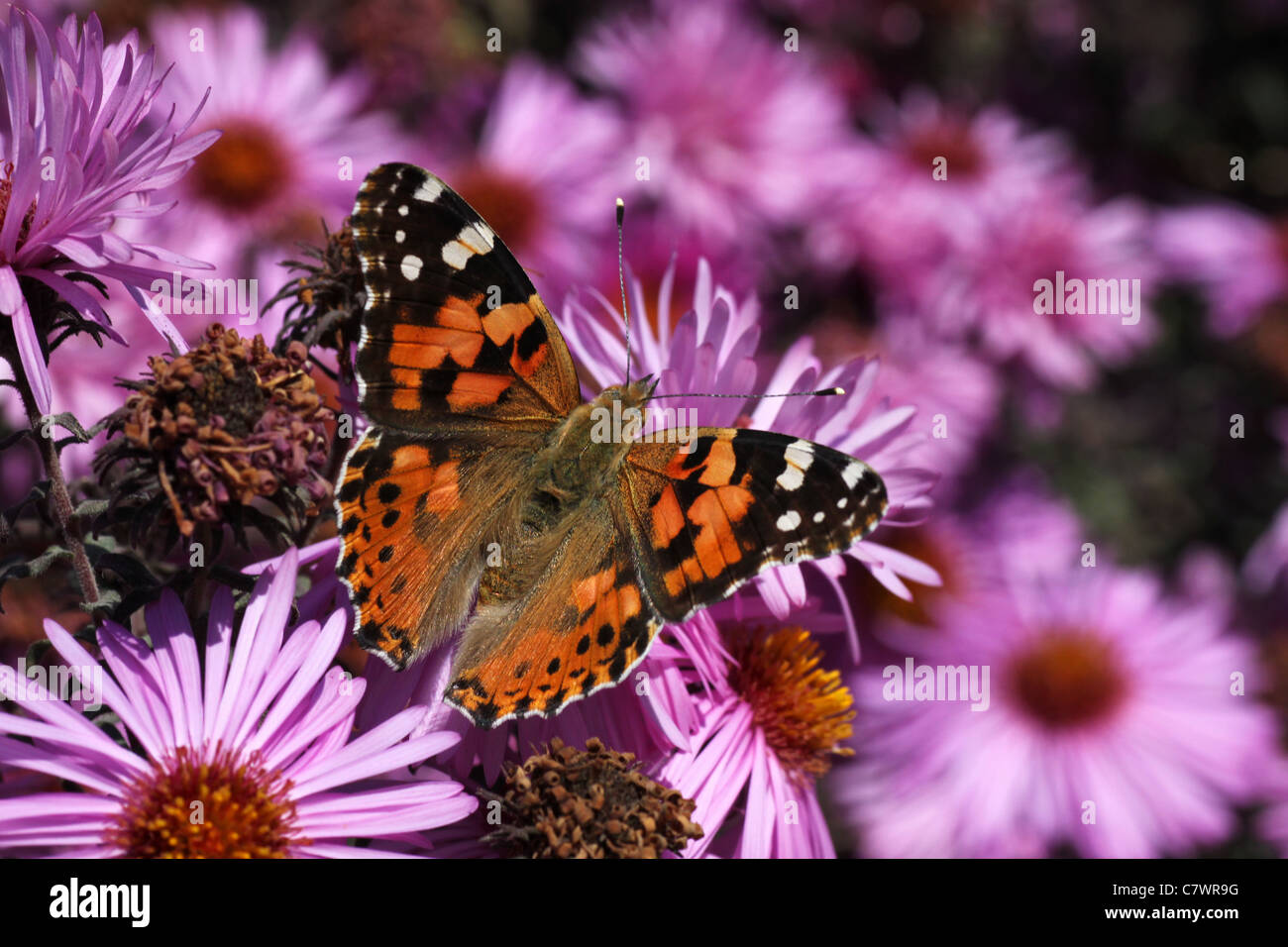 butterfly (Painted Lady) sitting on flower (chrysanthemum) Stock Photo