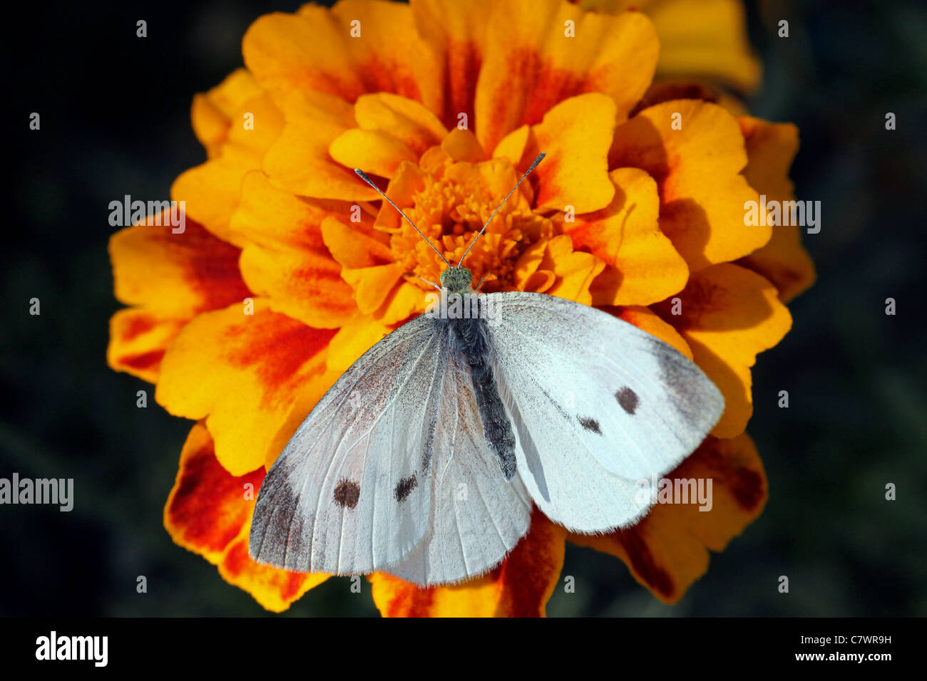 white cabbage butterfly sitting on flower (marigold) Stock Photo