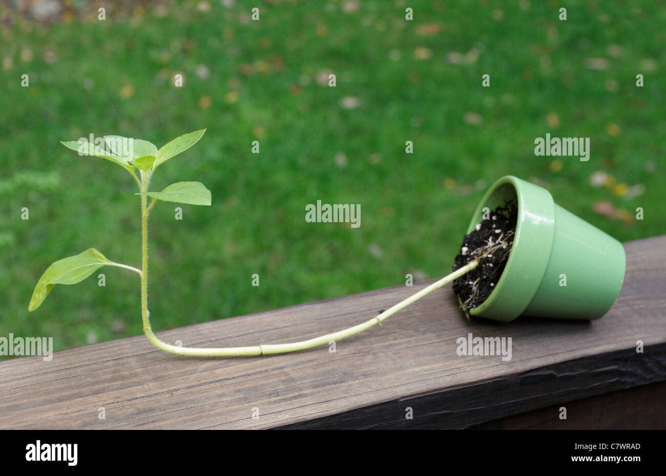 Sunflower, Helianthus annuus, seedling showing gravitropic response a