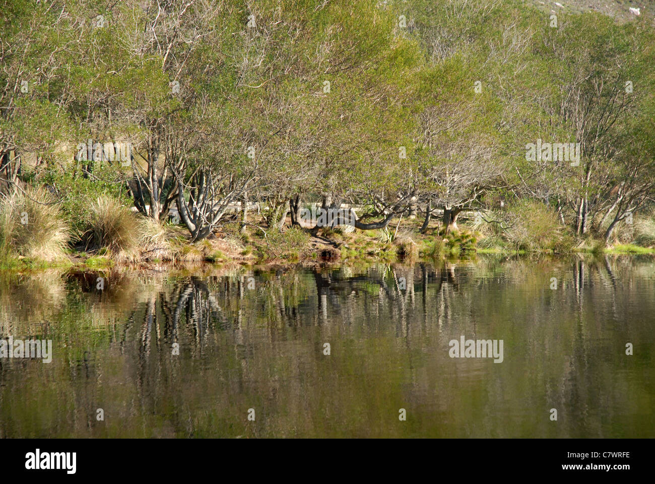 view across reservoir at Silvermine Walks, Cape Town, Western Cape, South Africa Stock Photo