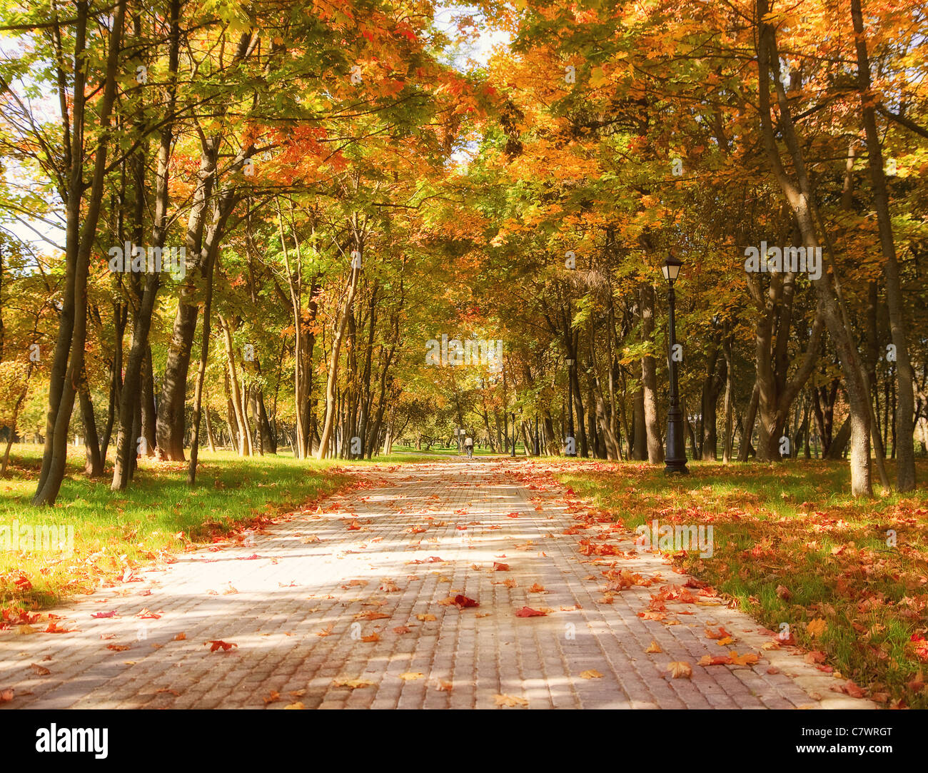 Autumn in the park Stock Photo - Alamy