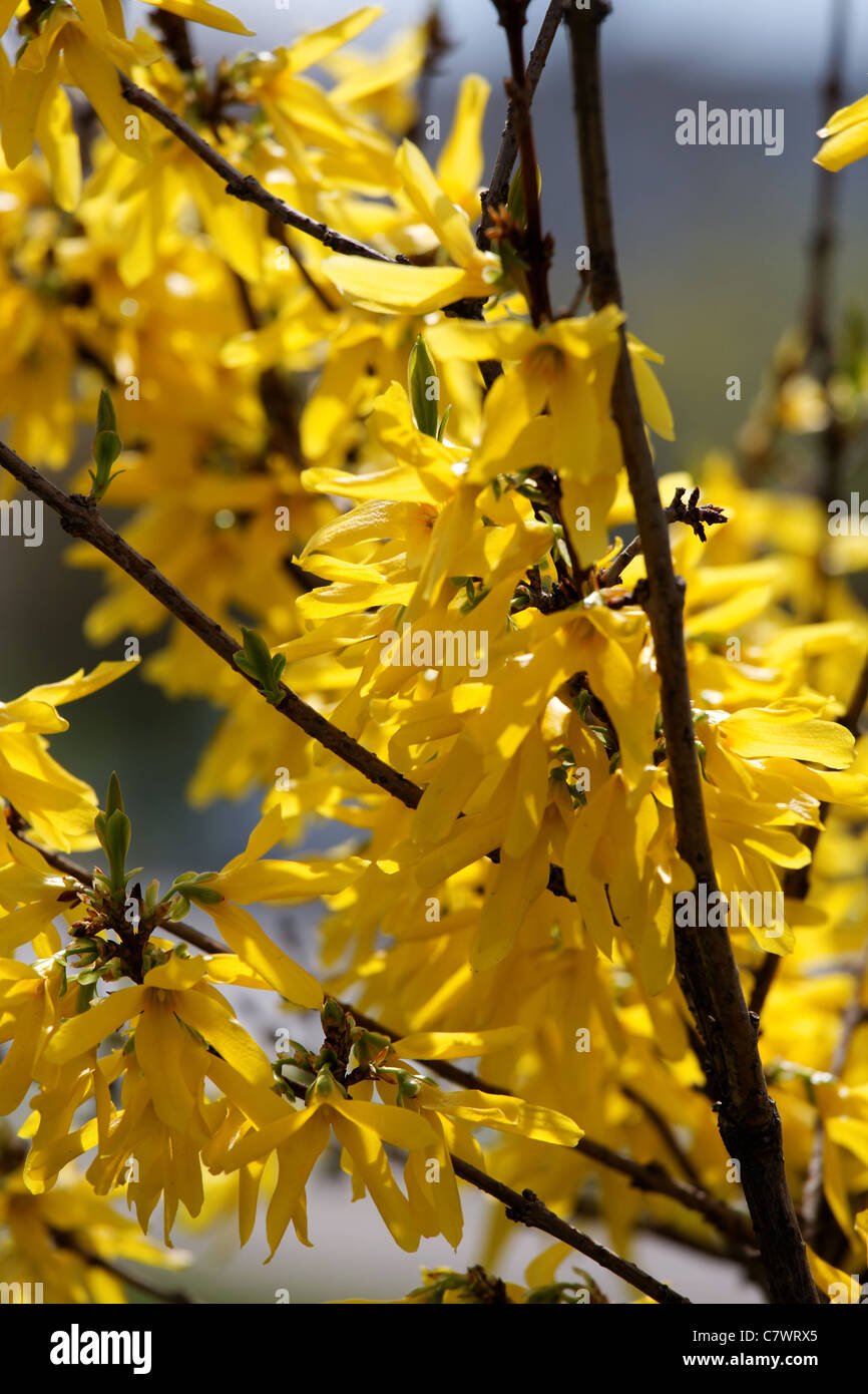 Vertical view of the forsythia branch with flowers Stock Photo - Alamy