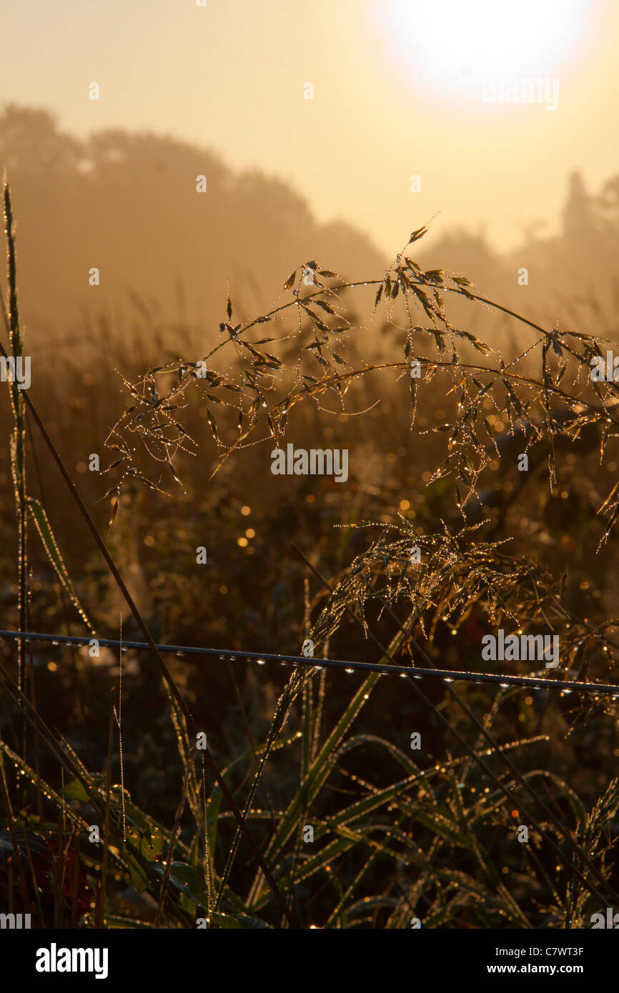 A early morning reed with morning dew dripping off it Stock Photo
