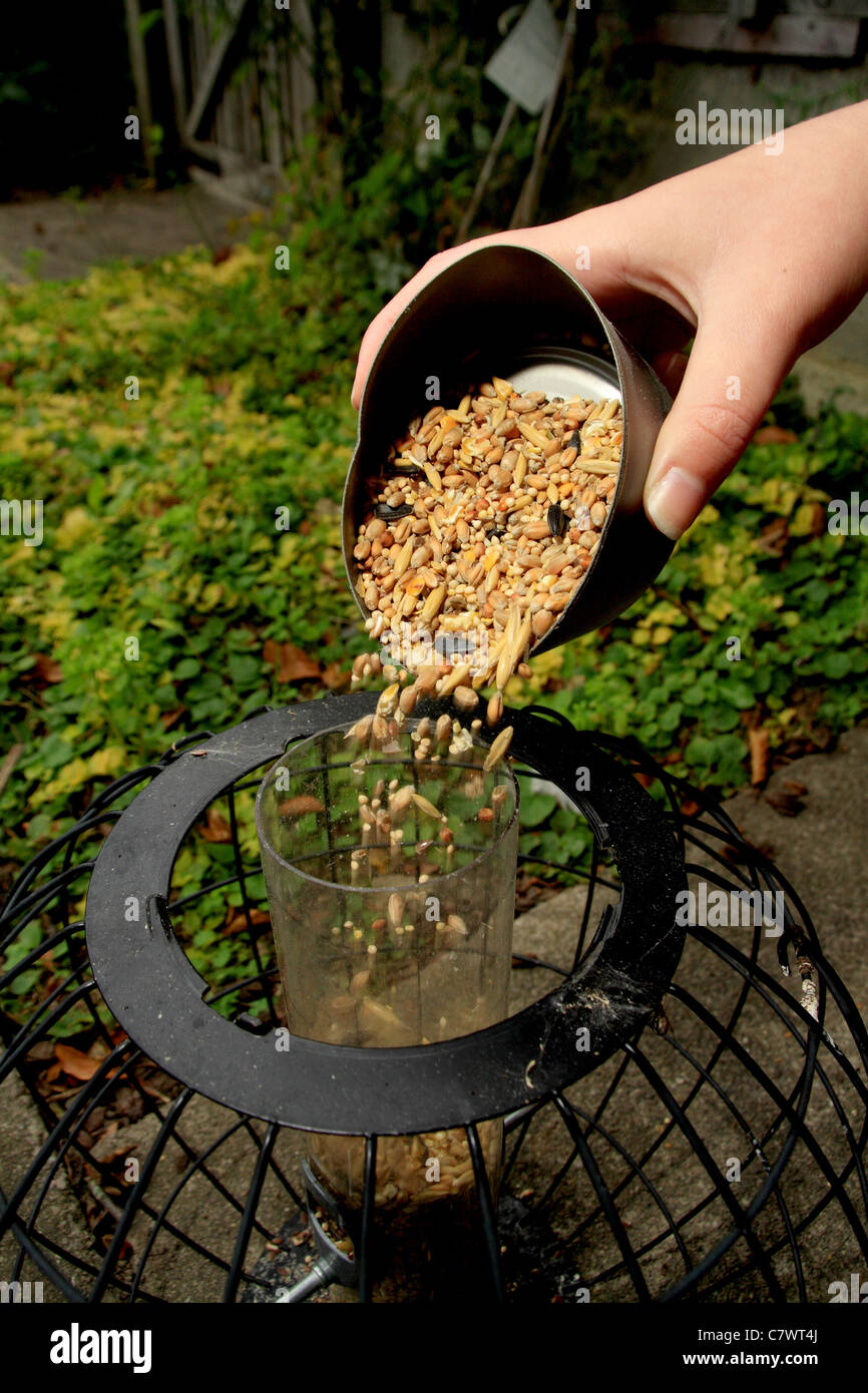 Filling a bird feeder hires stock photography and images Alamy