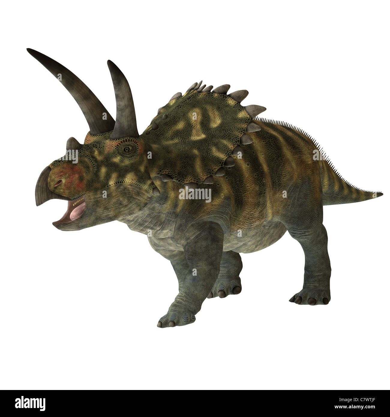 The Coahuilaceratops dinosaur was a herbivore that lived in the ...