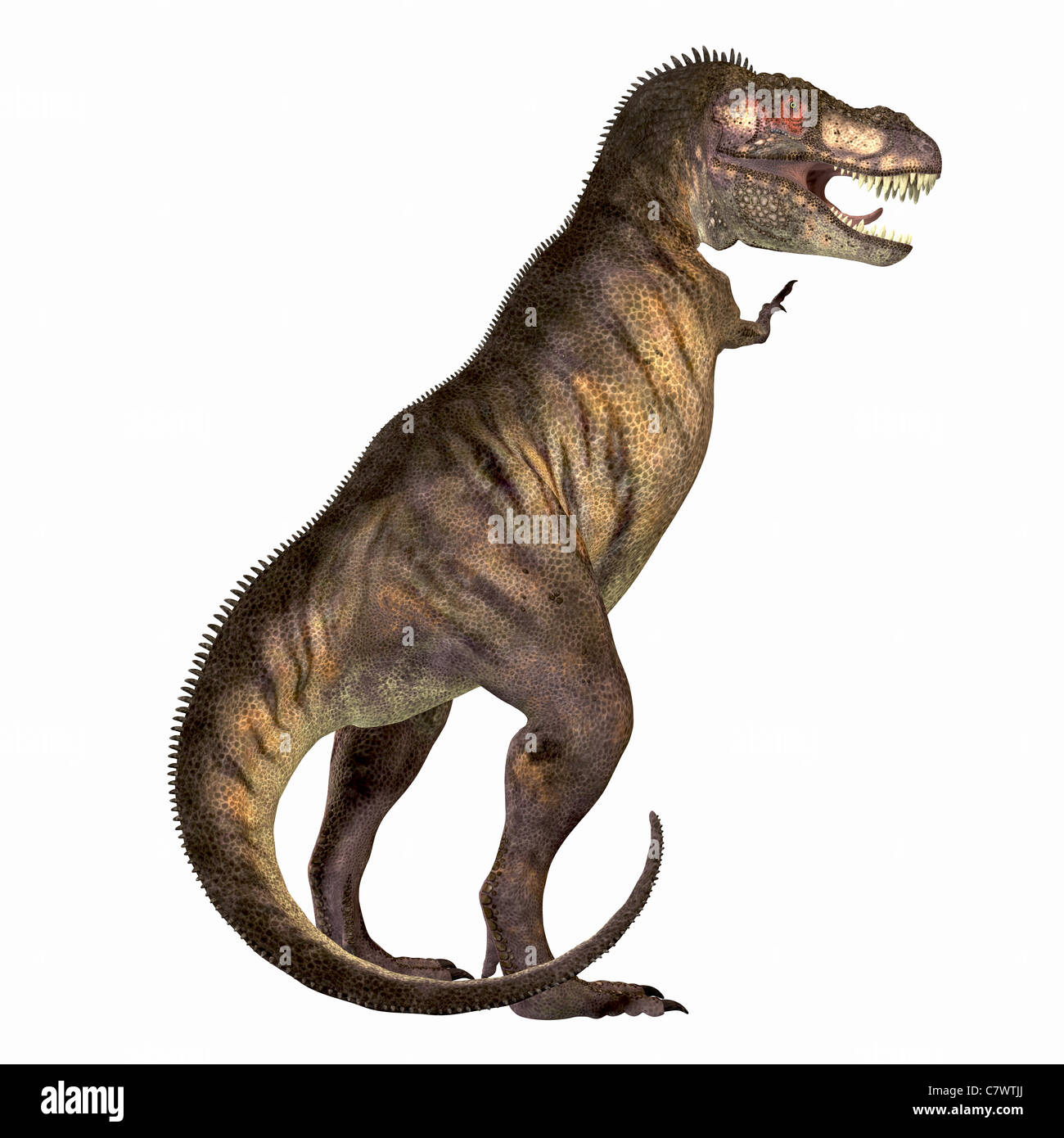 Tyrannosaurus From The Cretaceous Era 3d Illustration Stock Photo
