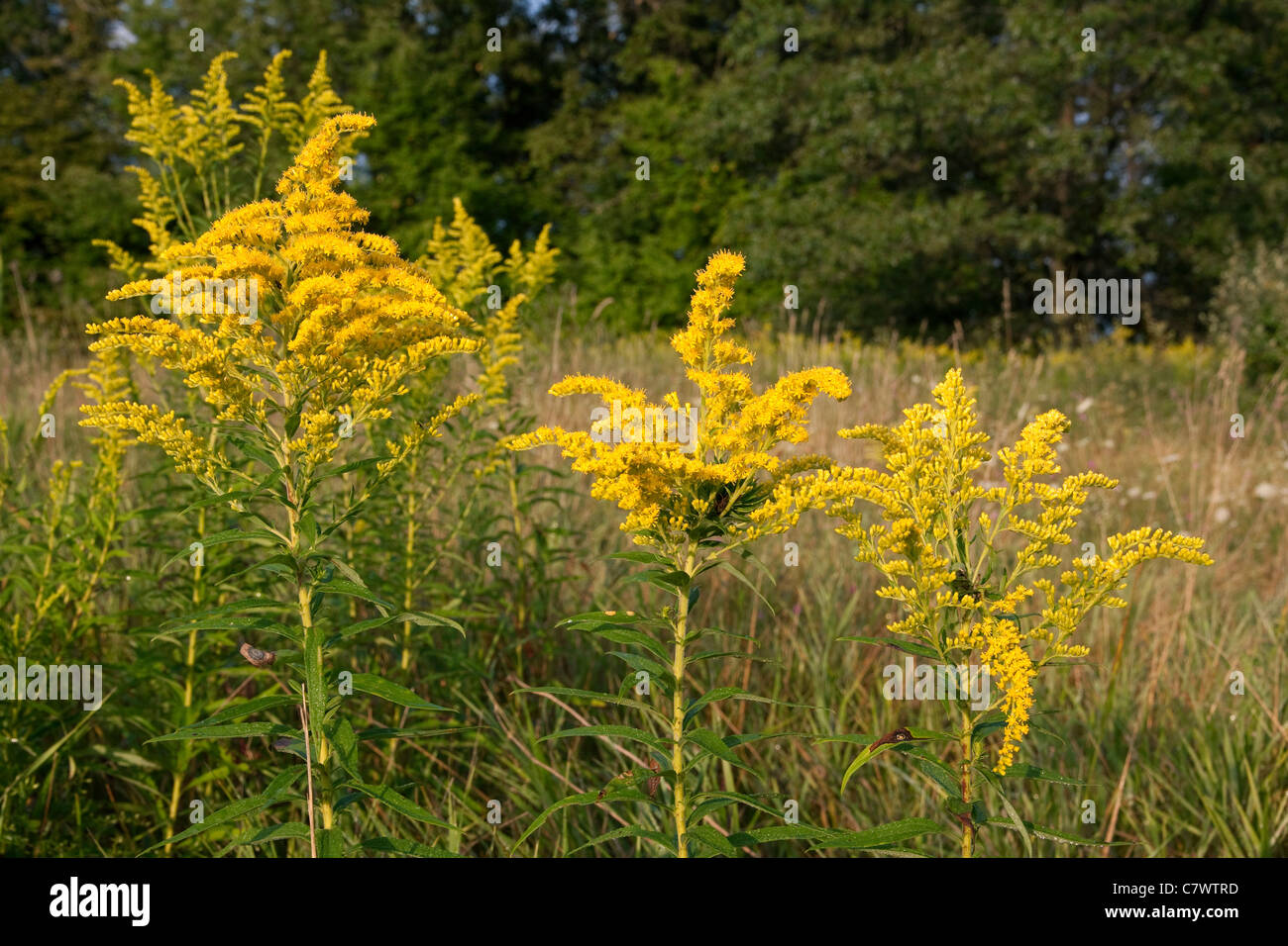 Showy Goldenrod Solidago speciosa in meadow late Summer Michigan USA Stock Photo