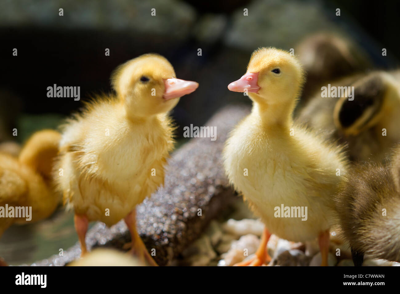 Baby ducklings Stock Photo