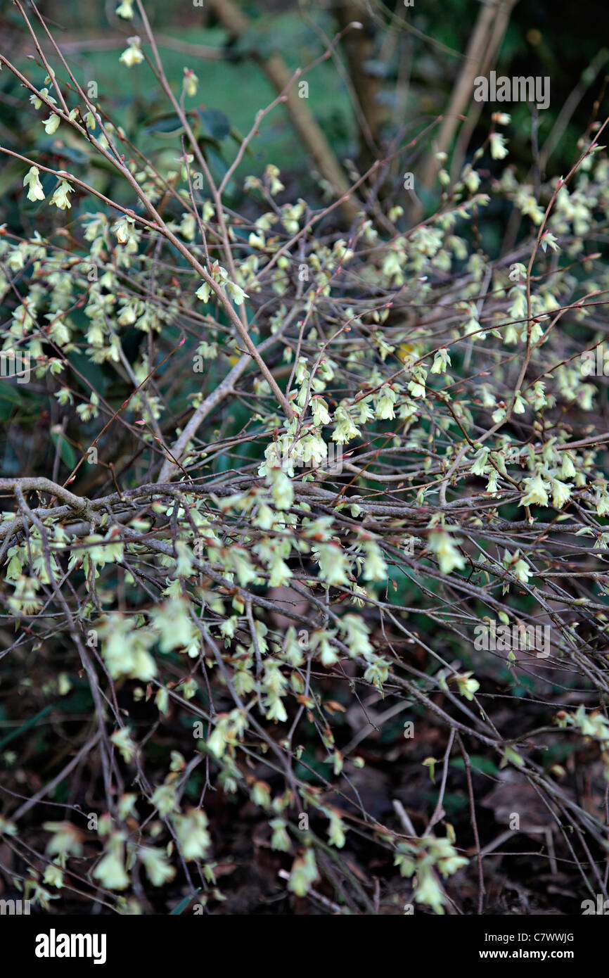 Corylopsis pauciflora AGM Stock Photo