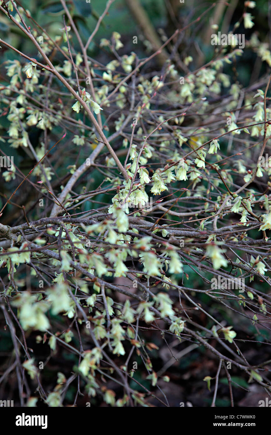 Corylopsis pauciflora AGM Stock Photo